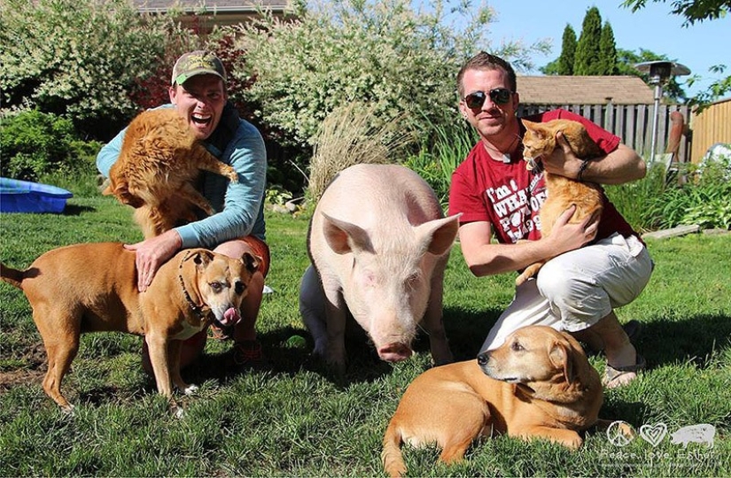 Esther is a 227 kg "mini-pig" who lives in the house