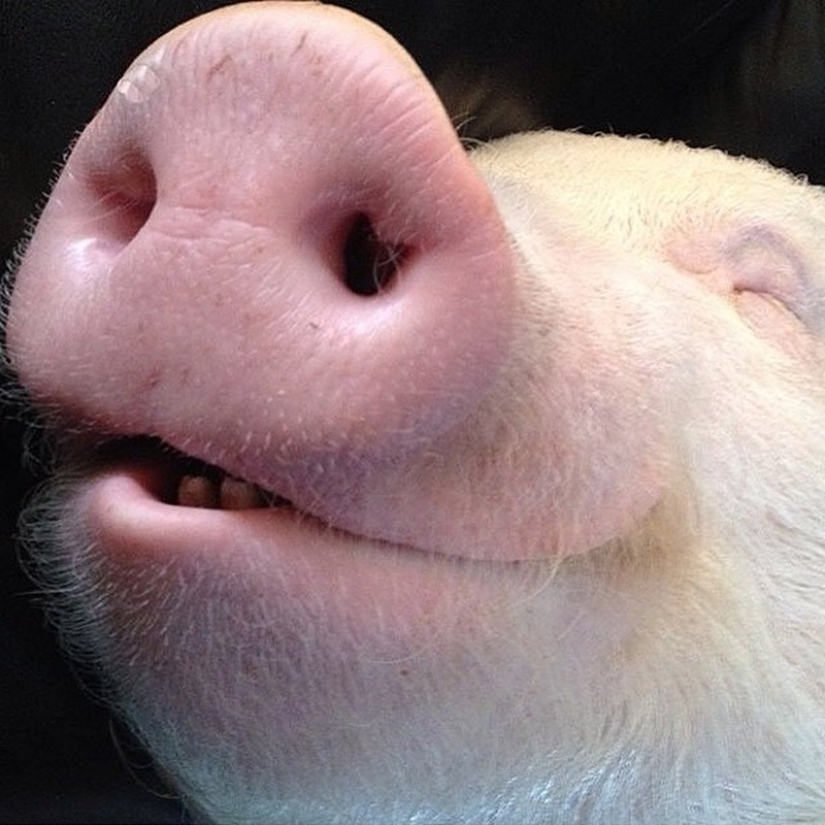 Esther is a 227 kg "mini-pig" who lives in the house