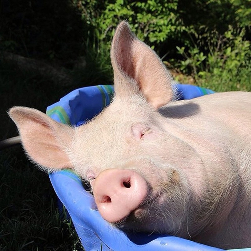 Esther is a 227 kg "mini-pig" who lives in the house