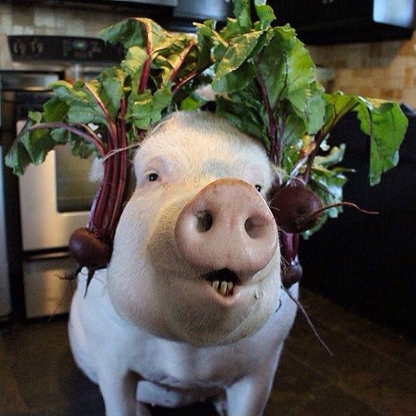 Esther is a 227 kg "mini-pig" who lives in the house