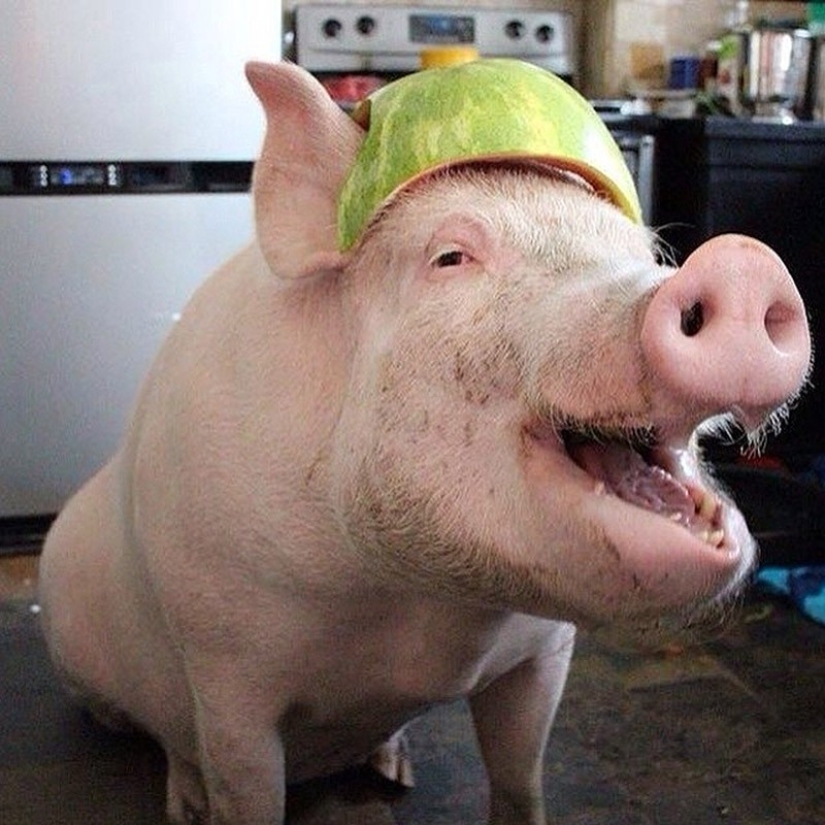 Esther is a 227 kg "mini-pig" who lives in the house