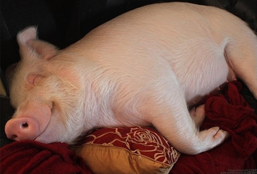 Esther is a 227 kg "mini-pig" who lives in the house