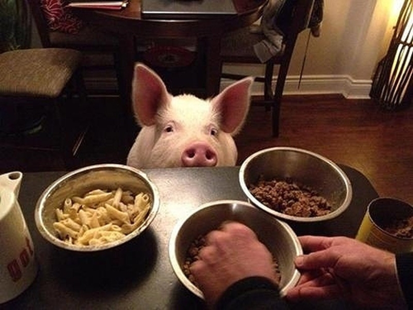 Esther is a 227 kg "mini-pig" who lives in the house