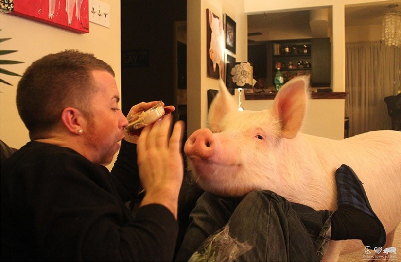 Esther is a 227 kg "mini-pig" who lives in the house