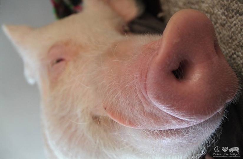 Esther is a 227 kg "mini-pig" who lives in the house