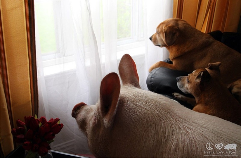 Esther is a 227 kg "mini-pig" who lives in the house