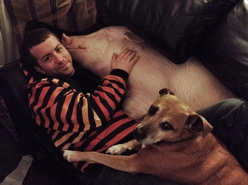 Esther is a 227 kg "mini-pig" who lives in the house