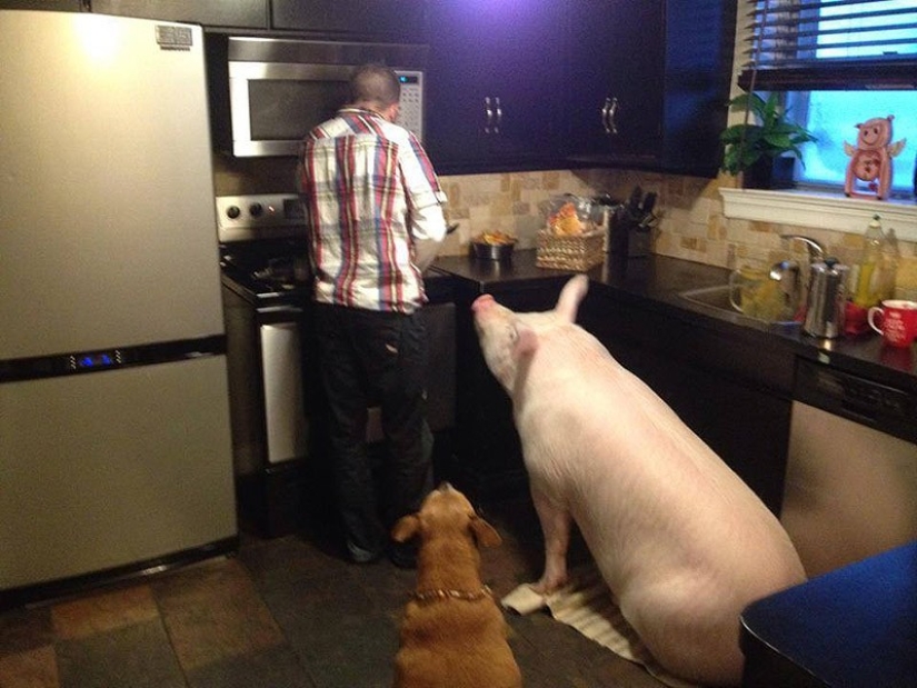 Esther is a 227 kg "mini-pig" who lives in the house