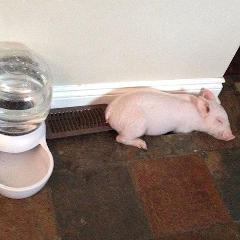 Esther is a 227 kg "mini-pig" who lives in the house