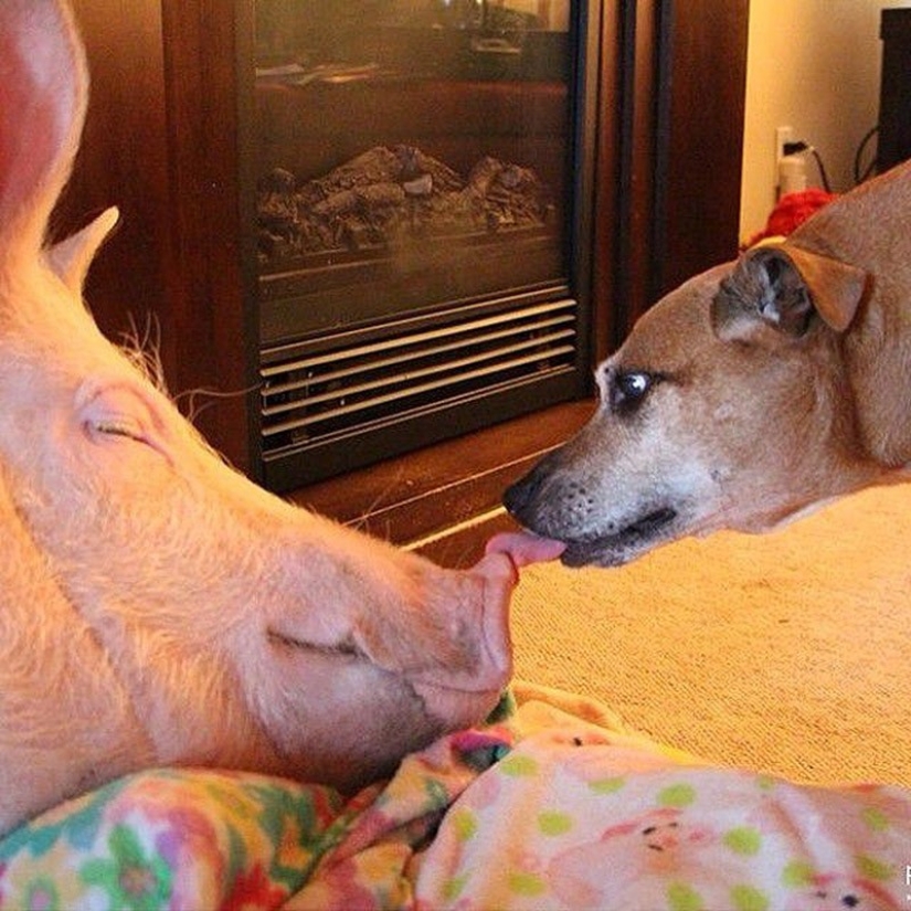 Esther is a 227 kg "mini-pig" who lives in the house