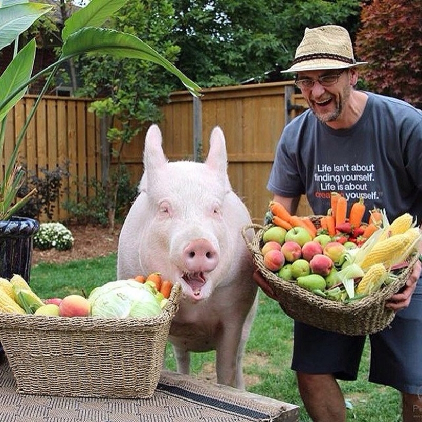 Esther is a 227 kg "mini-pig" who lives in the house