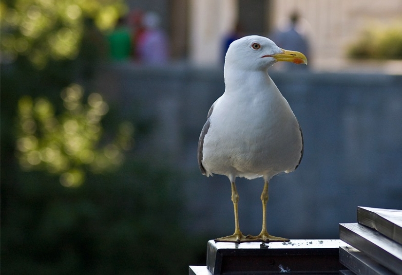 "Están listos para cualquier cosa" : en Gran Bretaña, las" gaviotas zombis " roban a los drogadictos