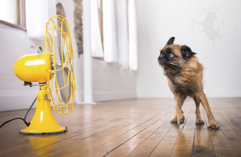 Estos perros están entusiasmados con los fans. Estos perros están entusiasmados con los fans.