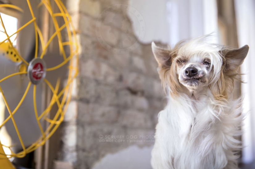 Estos perros están entusiasmados con los fans. Estos perros están entusiasmados con los fans.