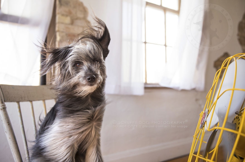 Estos perros están entusiasmados con los fans. Estos perros están entusiasmados con los fans.