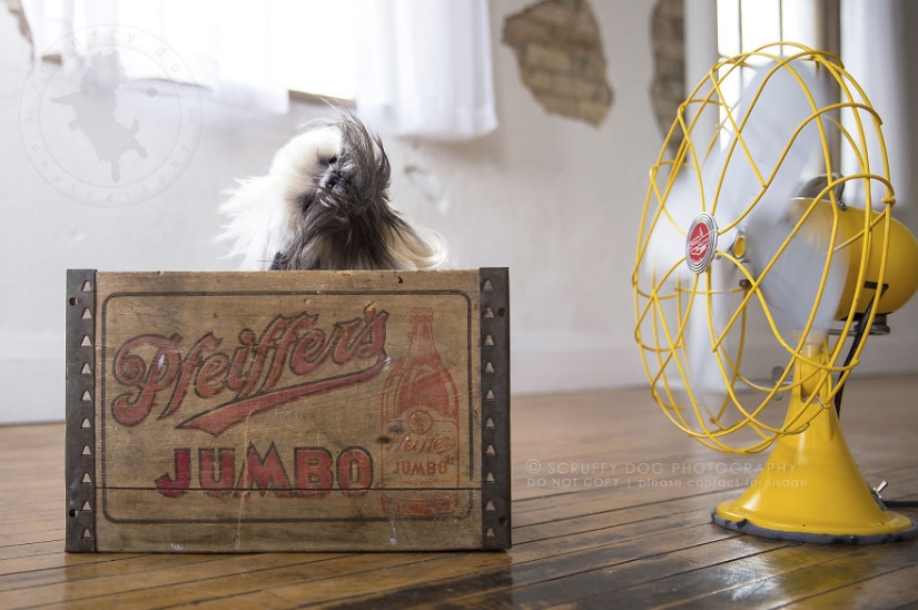 Estos perros están entusiasmados con los fans. Estos perros están entusiasmados con los fans.