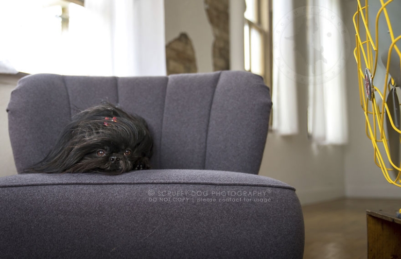 Estos perros están entusiasmados con los fans. Estos perros están entusiasmados con los fans.