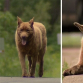 Every day this old dog walks 6 kilometers to say hello to people