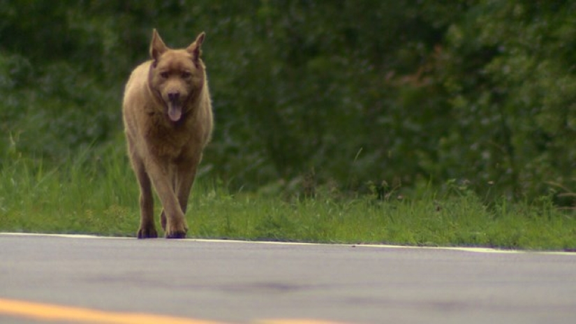 Every day this old dog walks 6 kilometers to say hello to people