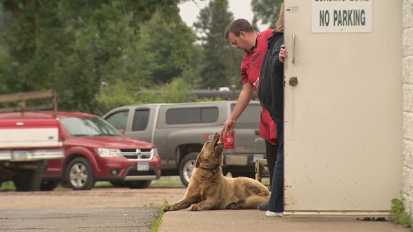 Every day this old dog walks 6 kilometers to say hello to people
