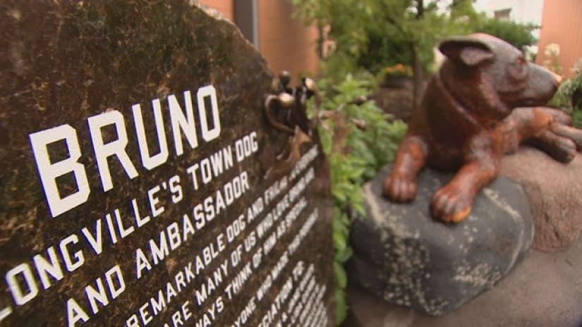 Every day this old dog walks 6 kilometers to say hello to people
