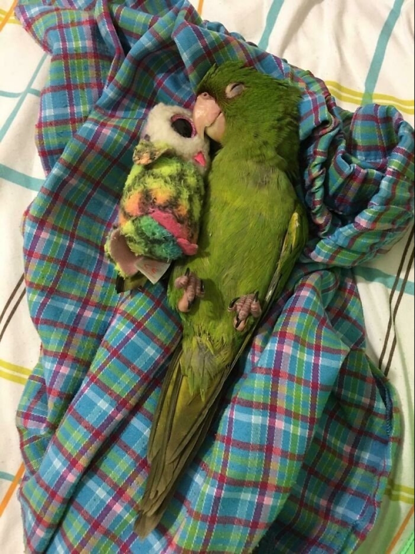 Everyday life of parrot owners in all their glory: 14 funny photos