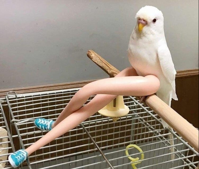 Everyday life of parrot owners in all their glory: 14 funny photos