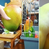Everyday life of parrot owners in all their glory: 14 funny photos