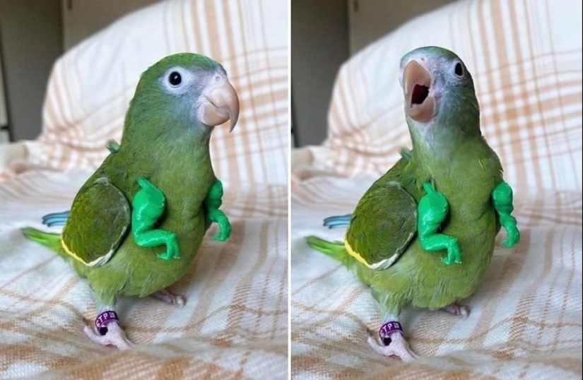 Everyday life of parrot owners in all their glory: 14 funny photos