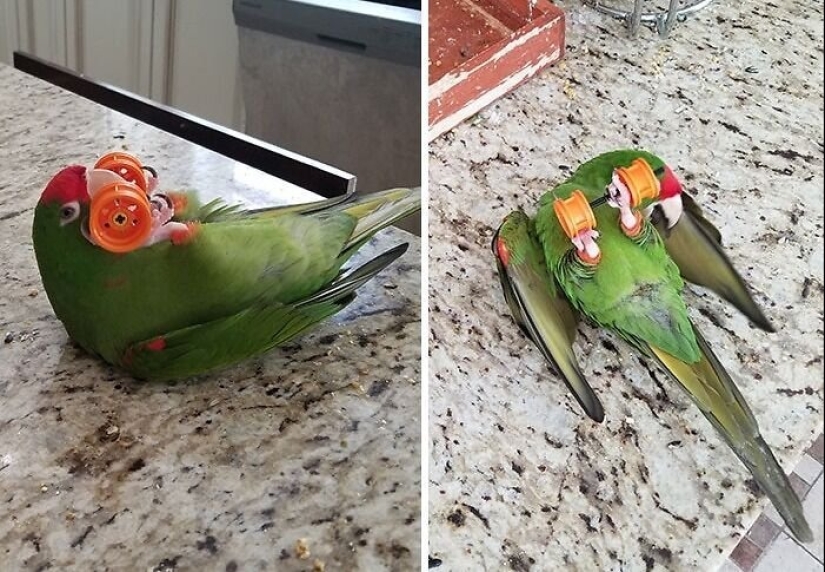 Everyday life of parrot owners in all their glory: 14 funny photos