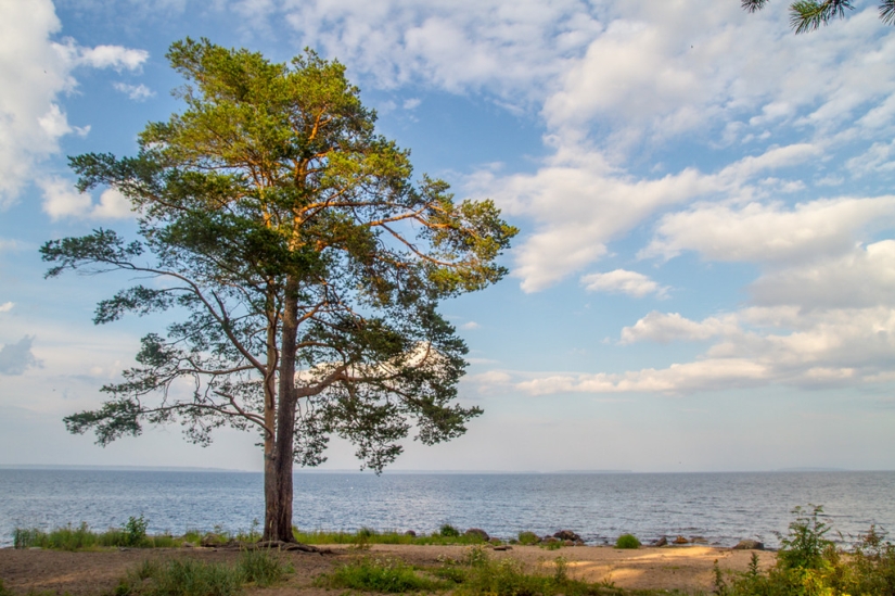 Existen cementerios de mascotas Existen cementerios de mascotas