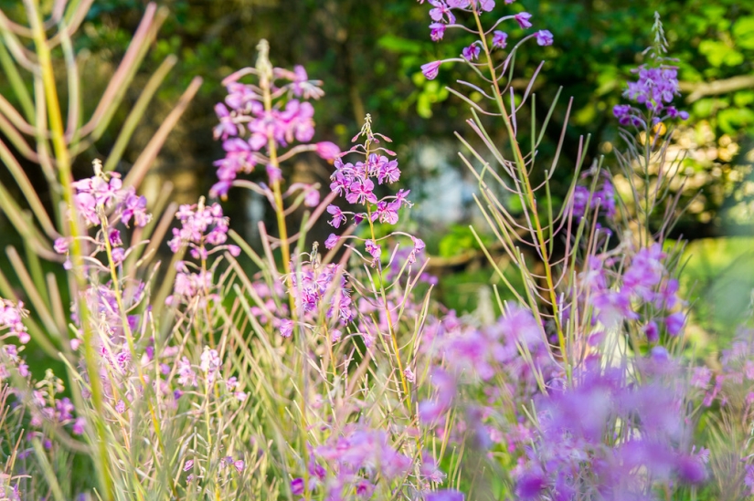 Existen cementerios de mascotas Existen cementerios de mascotas