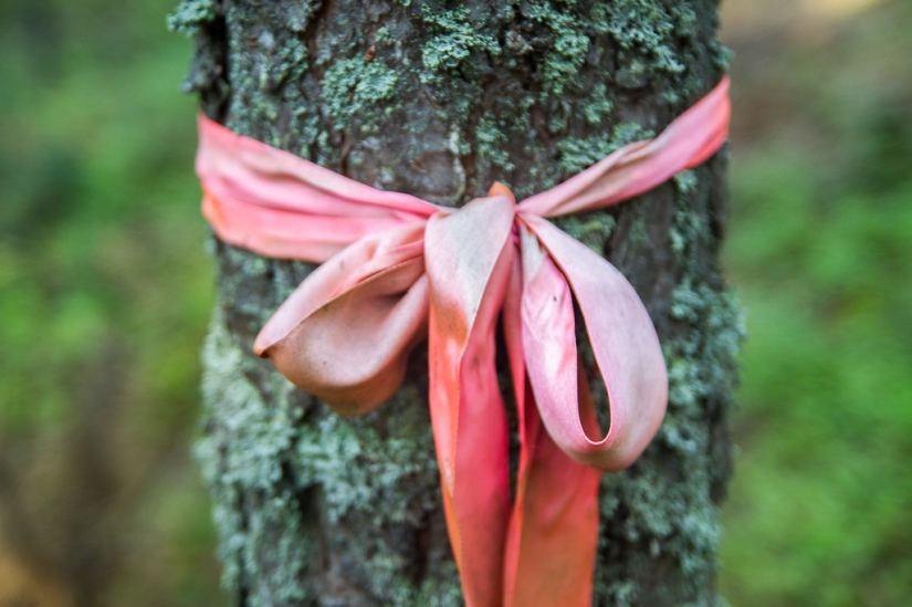Existen cementerios de mascotas Existen cementerios de mascotas