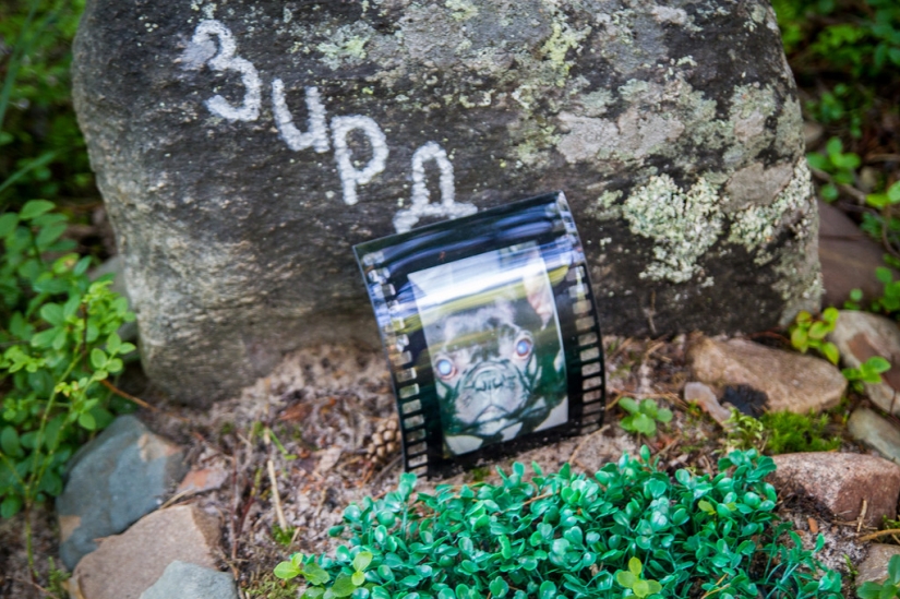 Existen cementerios de mascotas Existen cementerios de mascotas