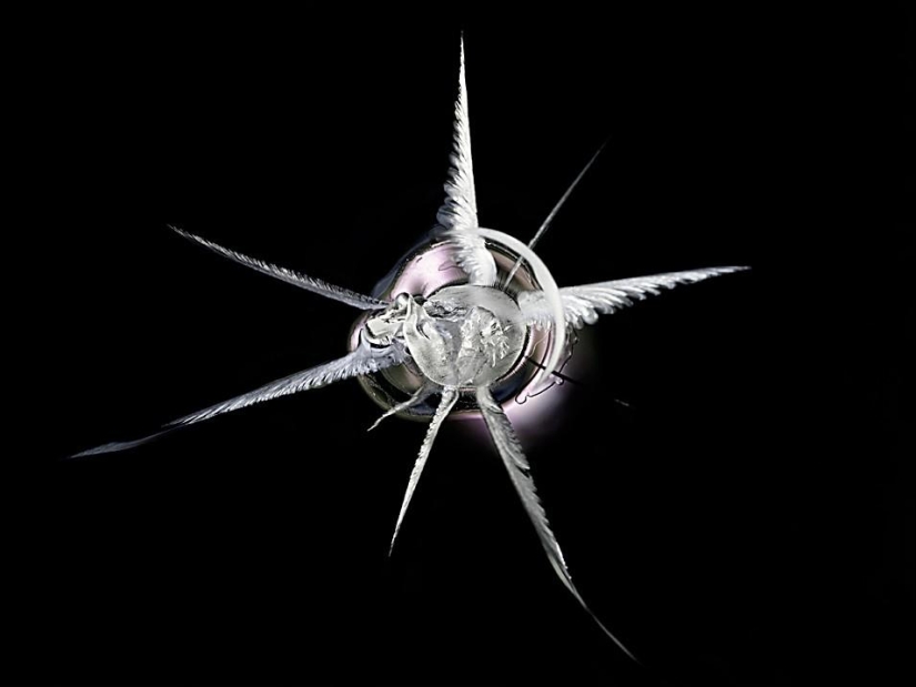 Explosión de galaxias: cómo una bala rompe el vidrio orgánico Explosión de galaxias: cómo una bala rompe el vidrio orgánico