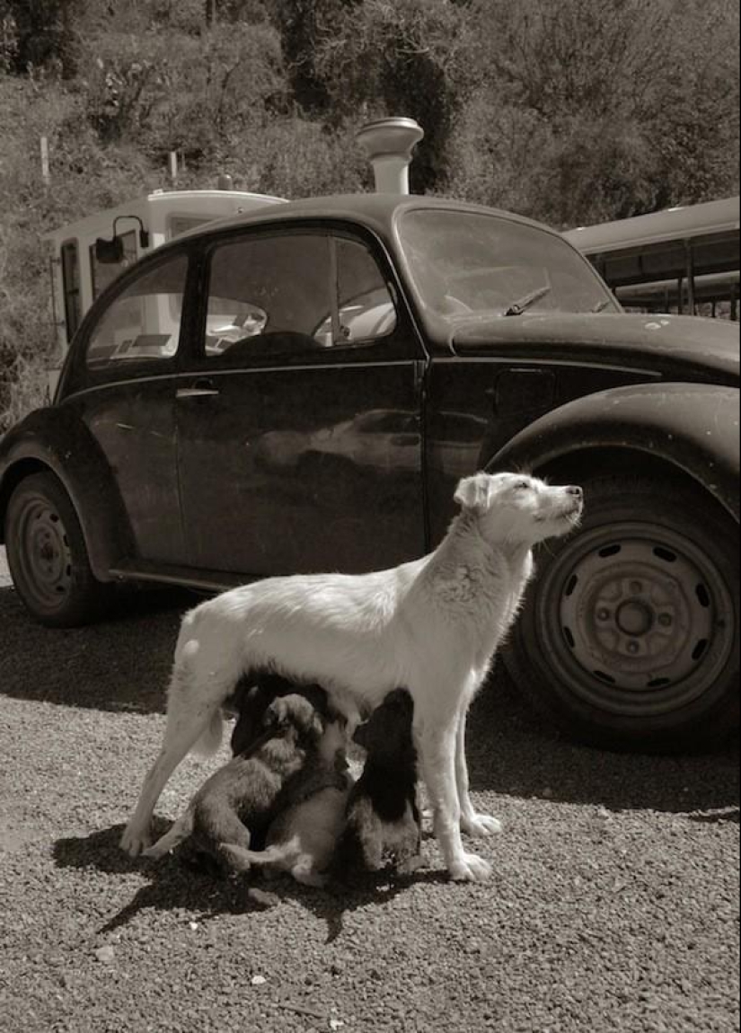 Expressive and touching portraits of street dogs