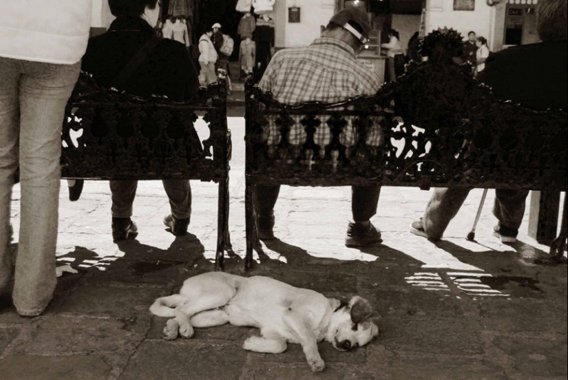 Expressive and touching portraits of street dogs