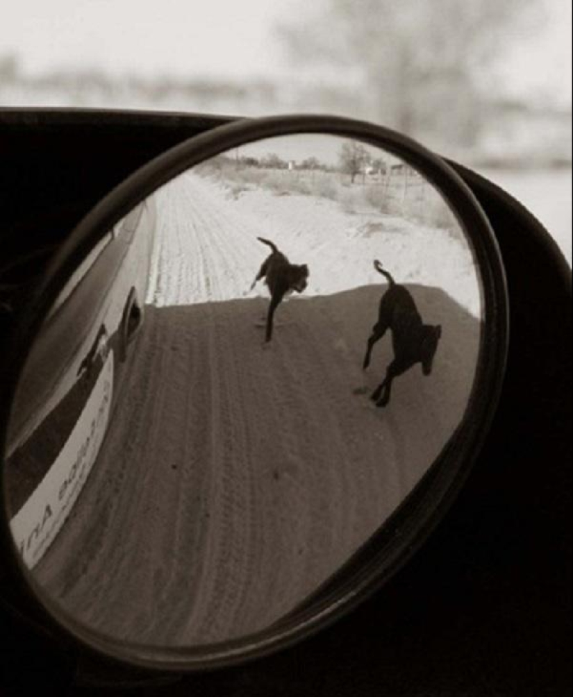 Expressive and touching portraits of street dogs
