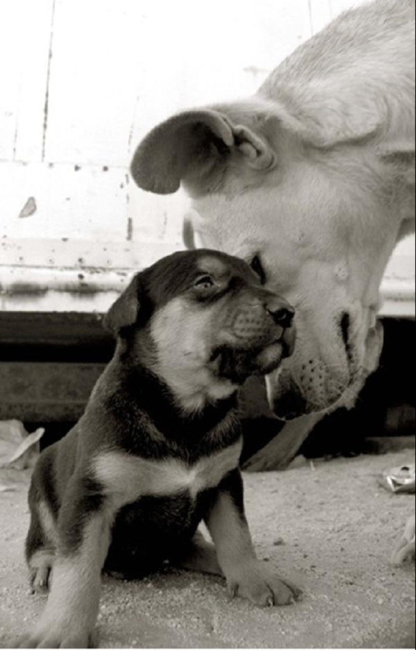 Expressive and touching portraits of street dogs