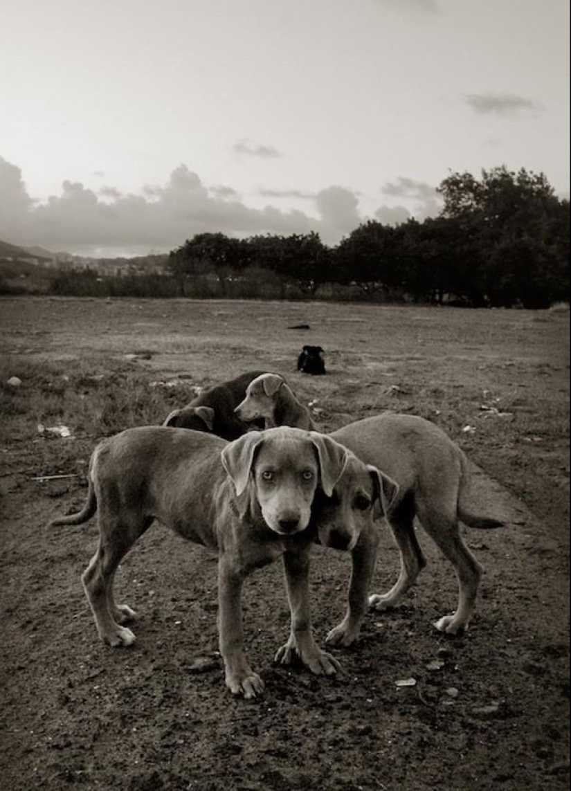 Expressive and touching portraits of street dogs