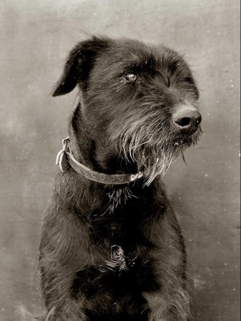 Expressive and touching portraits of street dogs