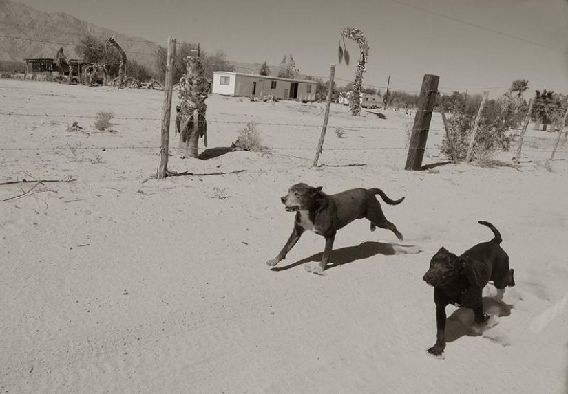 Expressive and touching portraits of street dogs