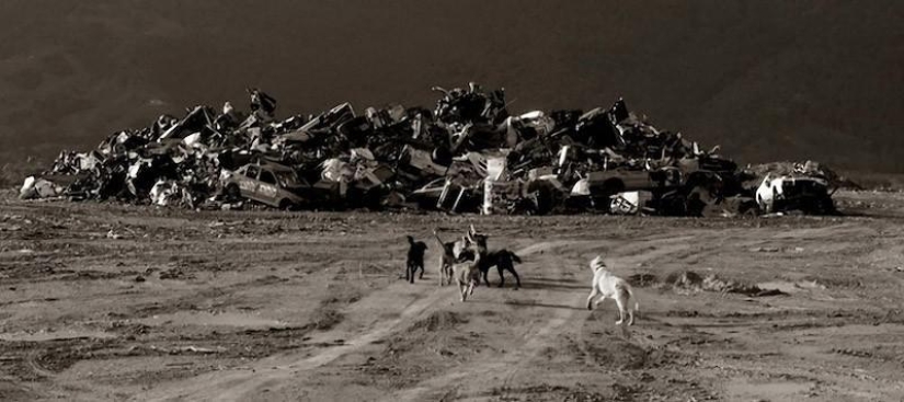 Expressive and touching portraits of street dogs