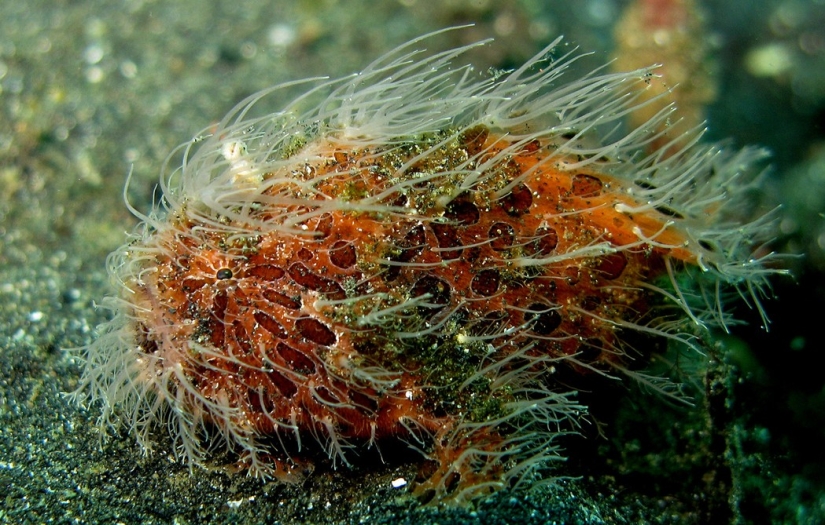 Extraterrestres de otros mundos: calificación de las criaturas marinas más extrañas