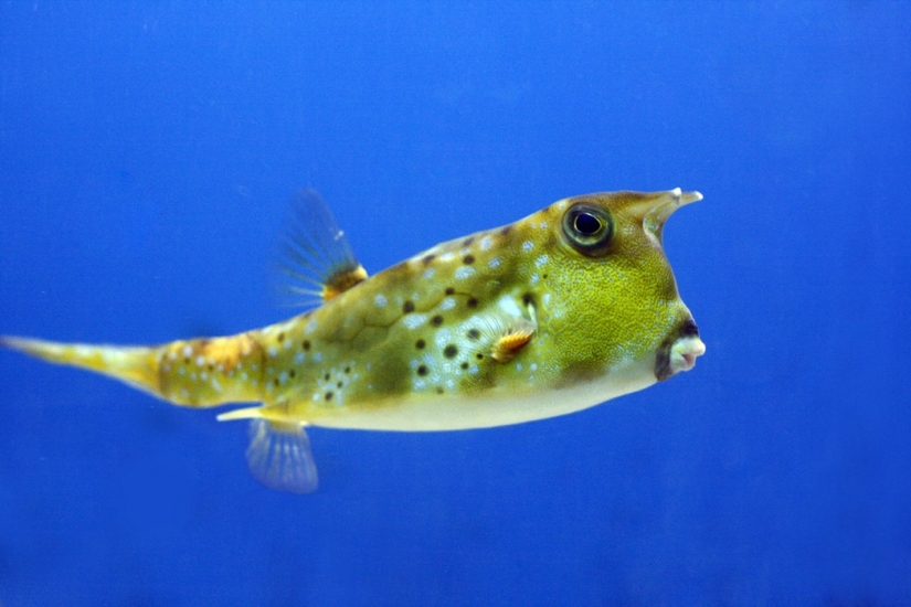 Extraterrestres de otros mundos: calificación de las criaturas marinas más extrañas