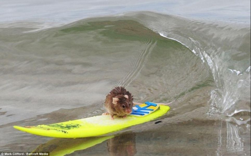 Extreme mice Extreme mice