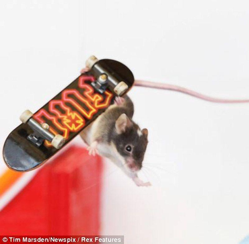 Extreme mice Extreme mice
