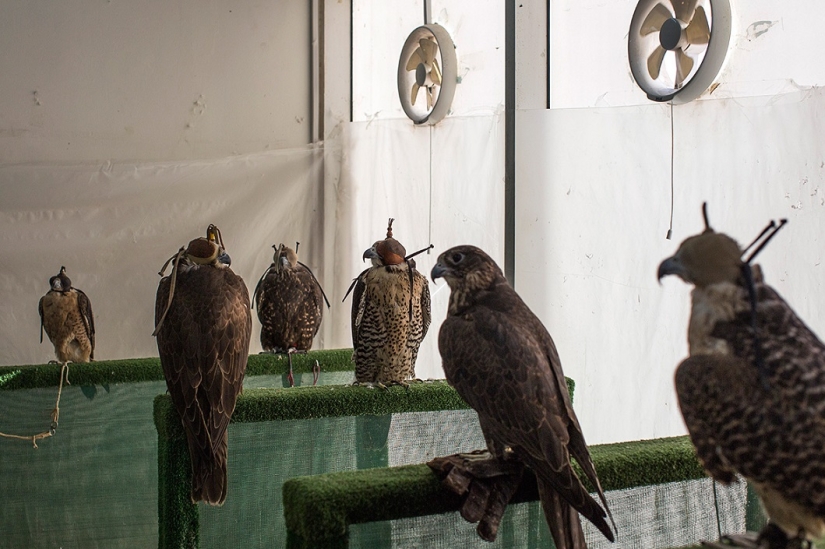 Falconry in the United Arab Emirates