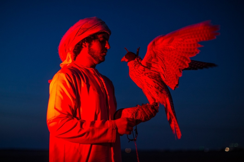 Falconry in the United Arab Emirates