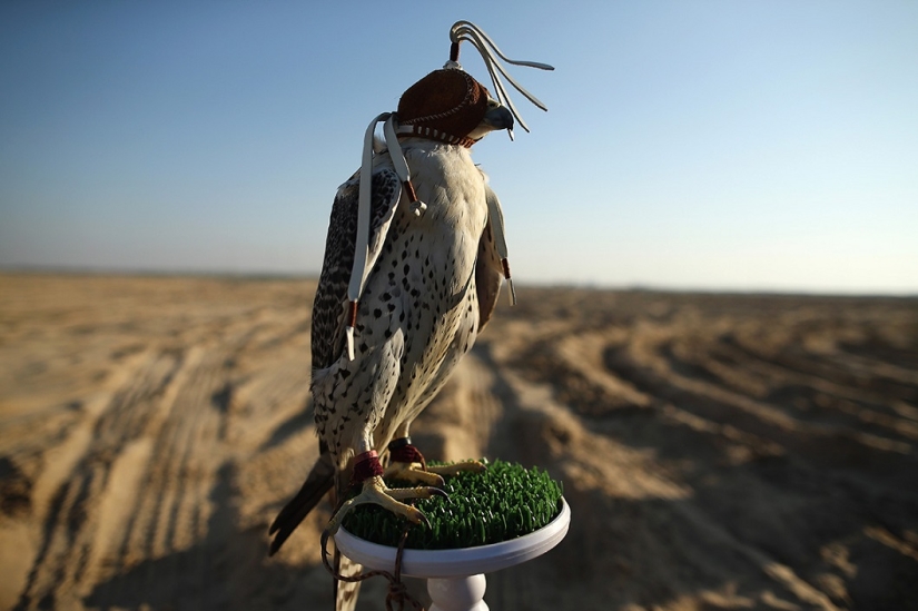 Falconry in the United Arab Emirates